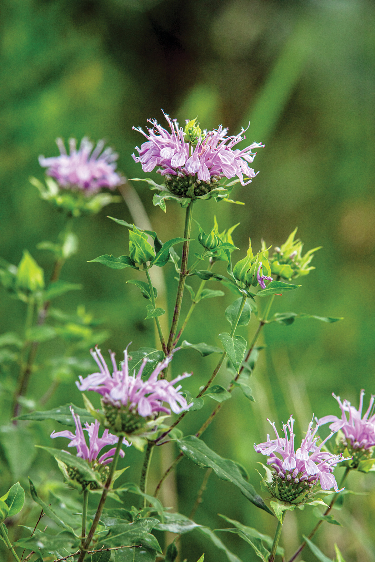 Bee Balm Varieties and Uses – Mother Earth News